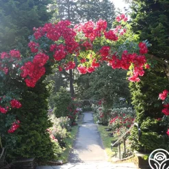 Heirloom Roses Dortmund® Discount