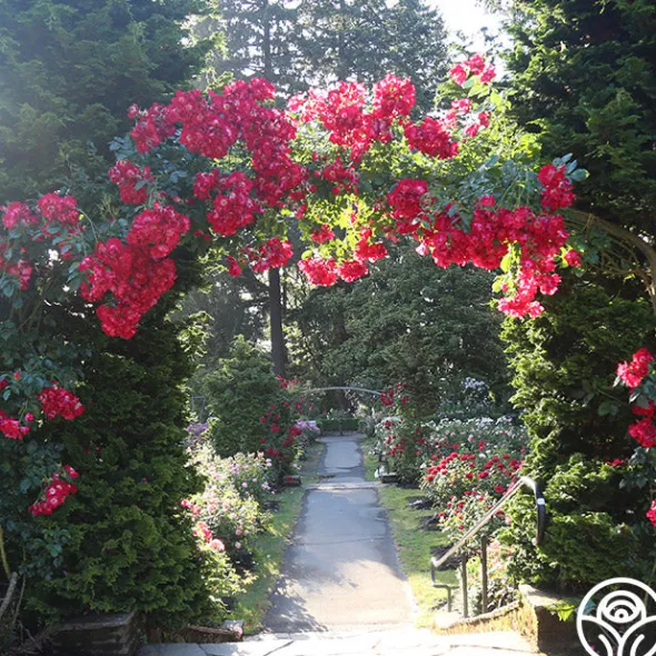 Heirloom Roses Dortmund® Discount
