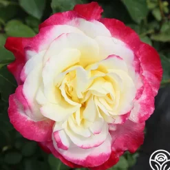 Heirloom Roses Double Delight® Online