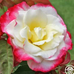 Heirloom Roses Double Delight® Online