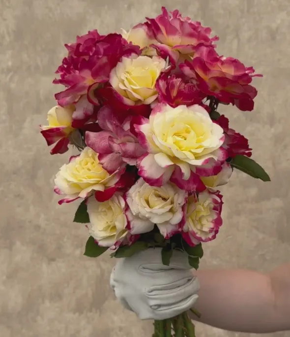 Heirloom Roses Double Delight® Online