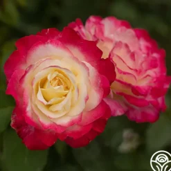 Heirloom Roses Double Delight® Online