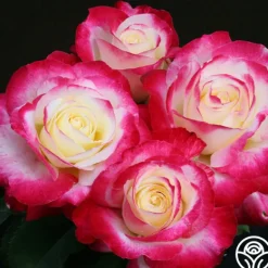 Heirloom Roses Double Delight® Online