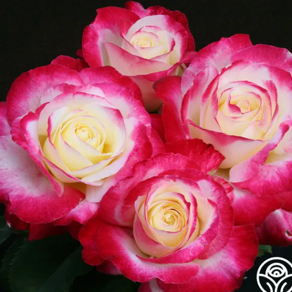 Heirloom Roses Double Delight® Online