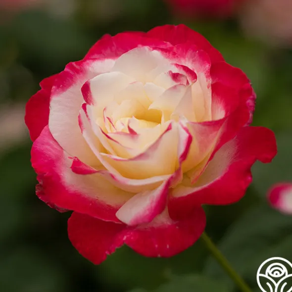 Heirloom Roses Double Delight® Online