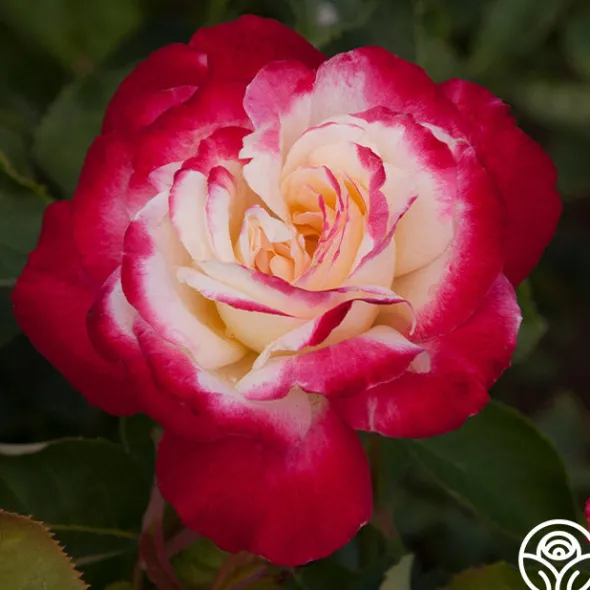 Heirloom Roses Double Delight® Online