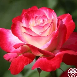 Heirloom Roses Double Delight® Online
