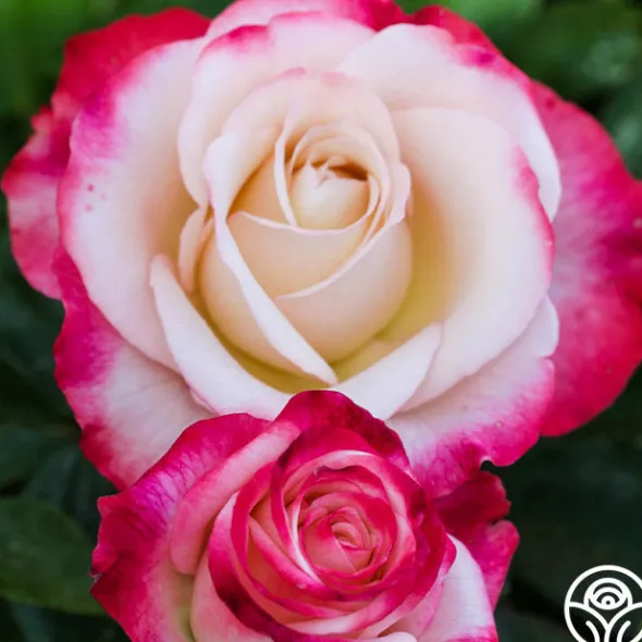 Heirloom Roses Double Delight® Online