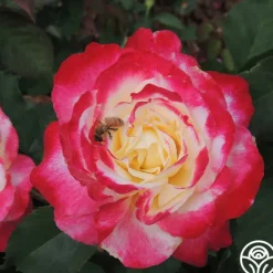 Heirloom Roses Double Delight® Online