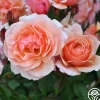 Heirloom Roses Douglas Gandy™ Outlet