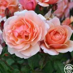 Heirloom Roses Douglas Gandy™ Outlet