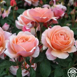 Heirloom Roses Douglas Gandy™ Outlet