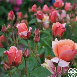 Heirloom Roses Douglas Gandy™ Outlet