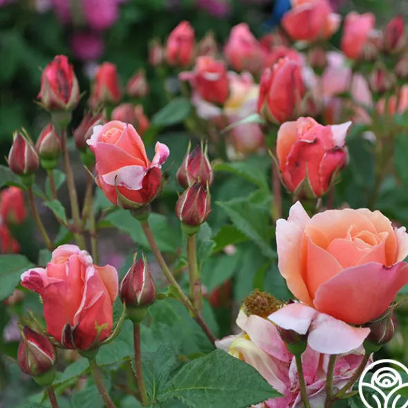 Heirloom Roses Douglas Gandy™ Outlet