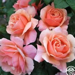 Heirloom Roses Douglas Gandy™ Outlet