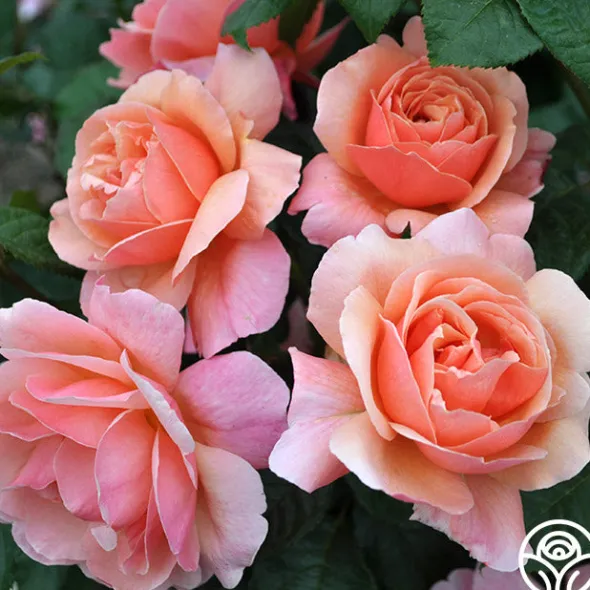 Heirloom Roses Douglas Gandy™ Outlet