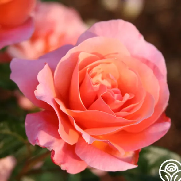 Heirloom Roses Douglas Gandy™ Outlet