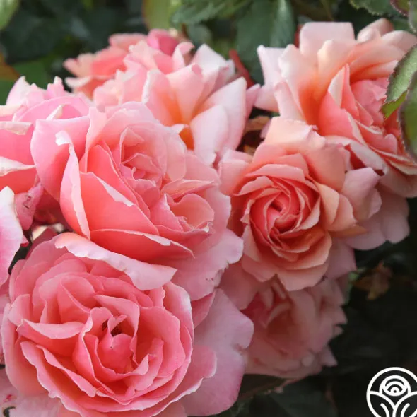 Heirloom Roses Douglas Gandy™ Outlet