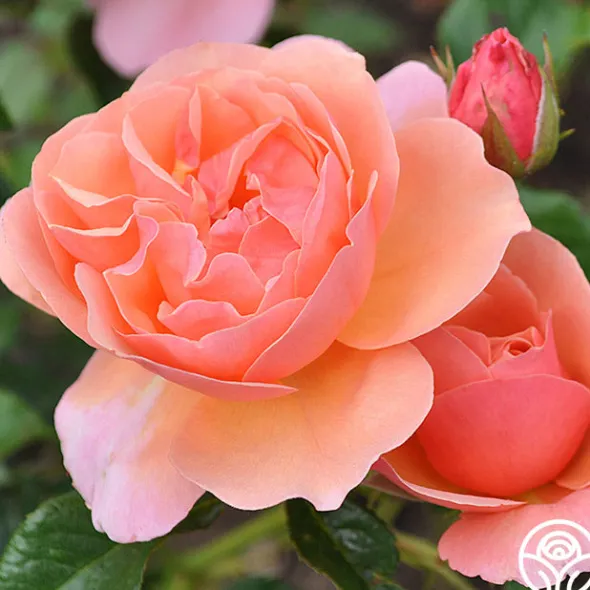 Heirloom Roses Douglas Gandy™ Outlet