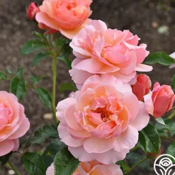 Heirloom Roses Douglas Gandy™ Outlet