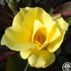 Heirloom Roses Dr. A.J. Verhage Outlet