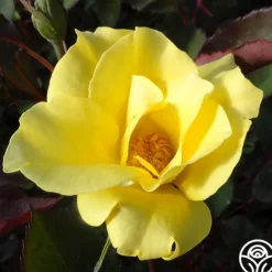 Heirloom Roses Dr. A.J. Verhage Outlet
