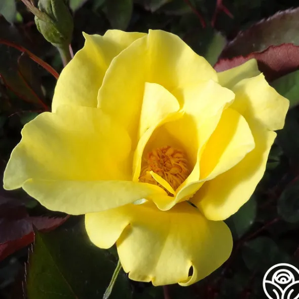 Heirloom Roses Dr. A.J. Verhage Outlet