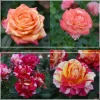 Heirloom Roses Dramatic Swirls Collection Sale