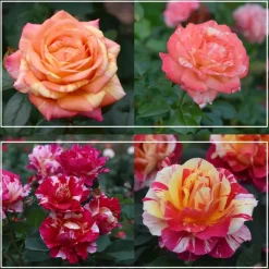 Heirloom Roses Dramatic Swirls Collection Sale