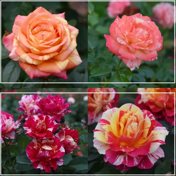Heirloom Roses Dramatic Swirls Collection Sale