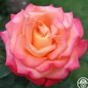 Heirloom Roses Dream Come True™