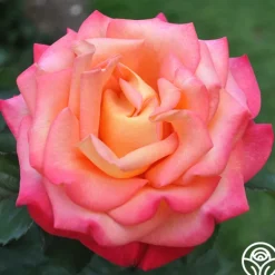 Heirloom Roses Dream Come True™