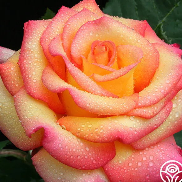 Heirloom Roses Dream Come True™