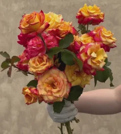 Heirloom Roses Dream Come True™