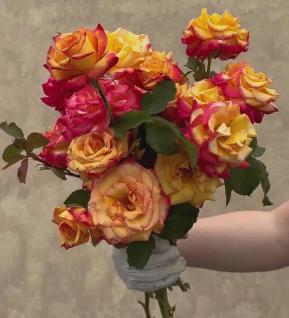 Heirloom Roses Dream Come True™