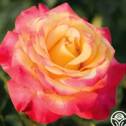 Heirloom Roses Dream Come True™