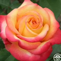 Heirloom Roses Dream Come True™