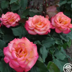 Heirloom Roses Dream Come True™