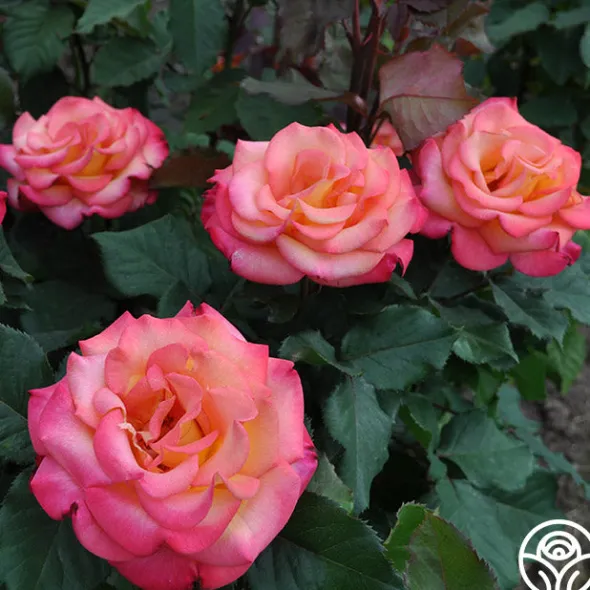 Heirloom Roses Dream Come True™