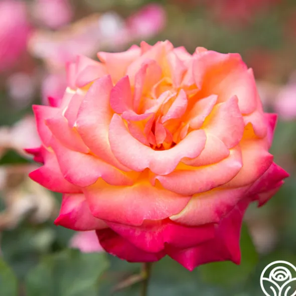 Heirloom Roses Dream Come True™
