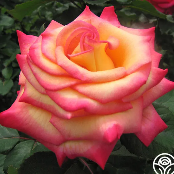 Heirloom Roses Dream Come True™