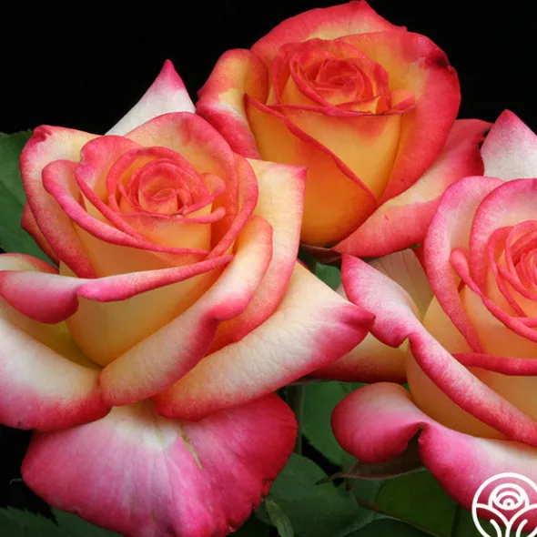 Heirloom Roses Dream Come True™