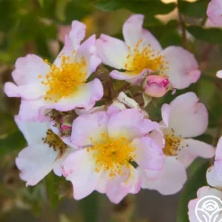 Heirloom Roses Dreaming™ Best