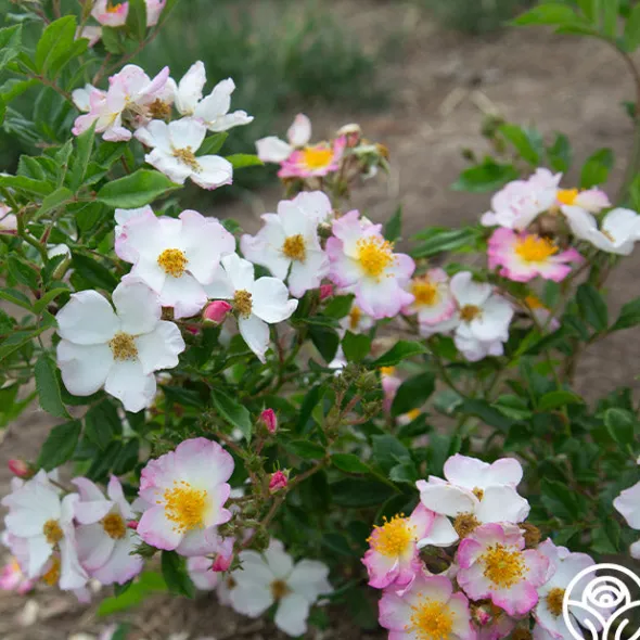Heirloom Roses Dreaming™ Best
