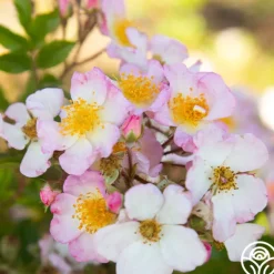 Heirloom Roses Dreaming™ Best