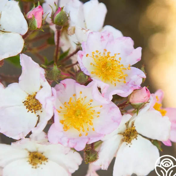 Heirloom Roses Dreaming™ Best