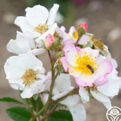 Heirloom Roses Dreaming™ Best