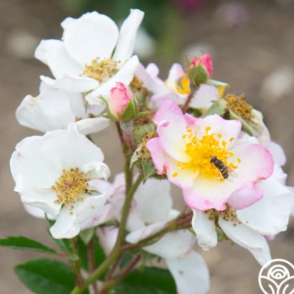 Heirloom Roses Dreaming™ Best