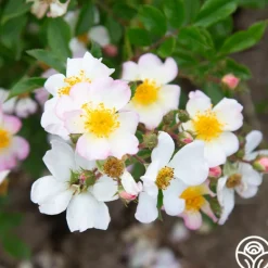 Heirloom Roses Dreaming™ Best