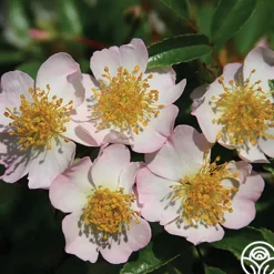 Heirloom Roses Dreaming™ Best